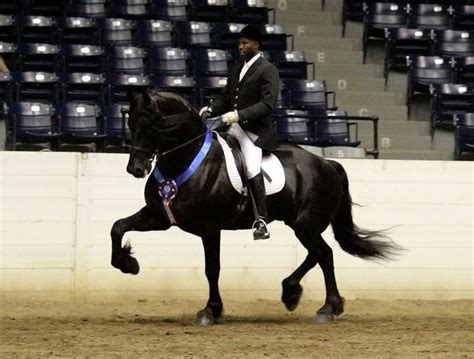 1000+ images about Friesian Horses on Pinterest | Baroque, Dressage and ...