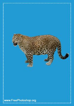 Leopard Psd - Free Downloads and Add-ons for Photoshop