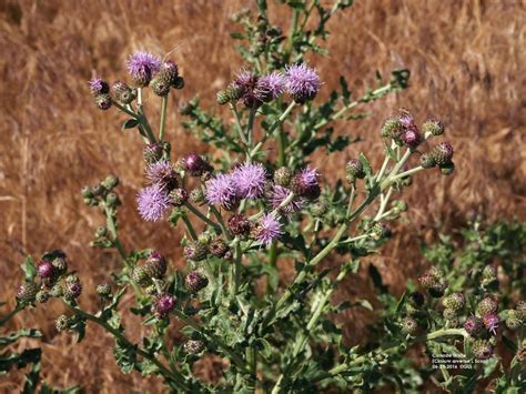 Nebraska Invasive Weed: Canada Thistle | CropWatch | University of ...