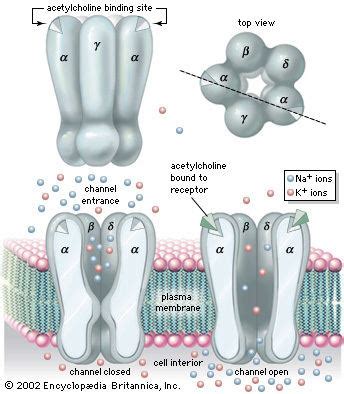 Acetylcholine receptor - Alchetron, The Free Social Encyclopedia