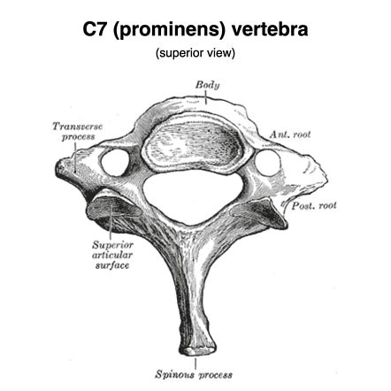 Cervical Vertebrae Anatomy C7