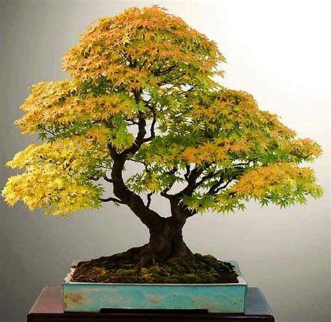 Beautiful acer palmatum #bonzaitree | Maple bonsai, Bonsai tree, Japanese maple bonsai