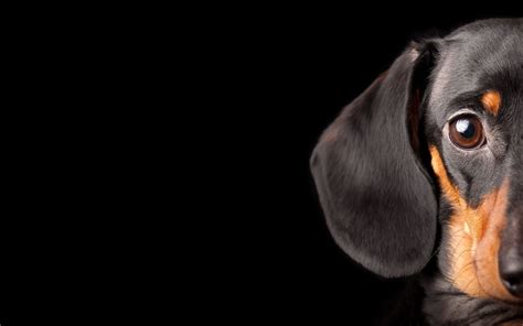 Wiener Dog Black Wallpapers - Wallpaper Cave