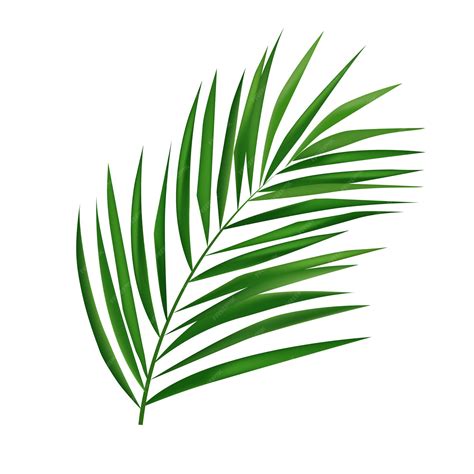 Premium Vector | Vector tropical palm leaf isolated on white realistic green summer plant tree ...