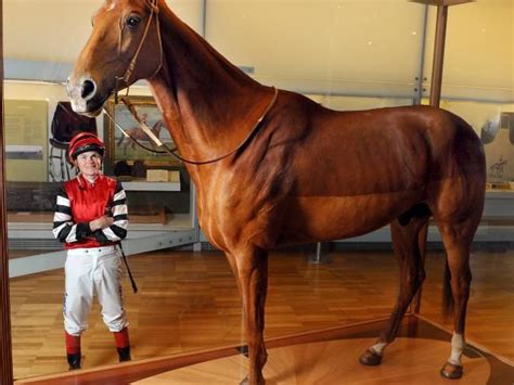 The great Phar Lap | Racehorse, Horse racing, Beautiful horses