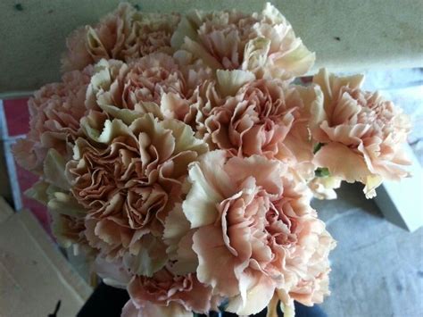 Peach carnations | Peach carnations, Peach, Carnations