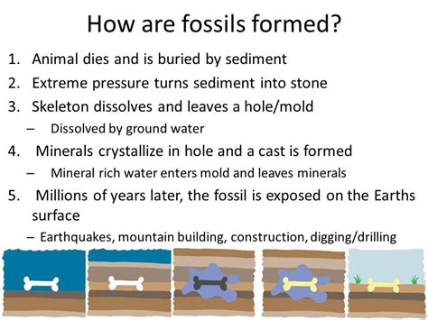 ️Fossil Formation Steps Worksheet Free Download| Gambr.co