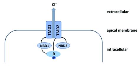 Schematic representation of CFTR protein. CFTR protein includes several ...