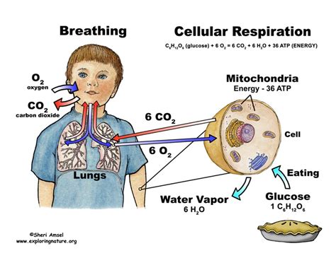 Ciencias de Joseleg: 1 RESPIRACIÓN Y/O INTERCAMBIO GASEOSO