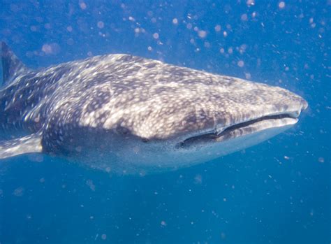 File:Whale shark tofo mozambique 2007.jpg - Wikipedia
