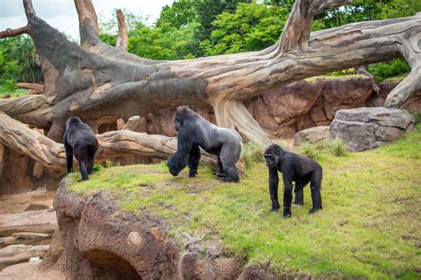 Insider's Guide to the Houston Zoo | Houston Decoded Series