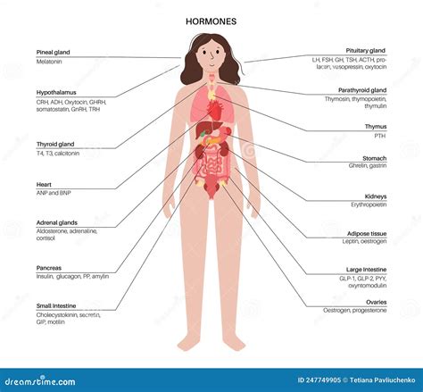 Hormones In Female Body Cartoon Vector | CartoonDealer.com #247749905