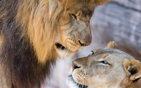 Lion, lioness, love, couple wallpaper | animals | Wallpaper Better