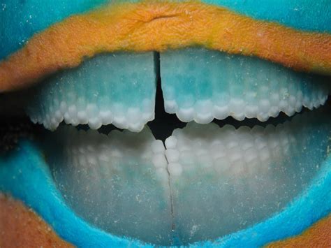 Parrot fish teeth : r/oddlysatisfying