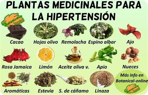 Patriótico Inhibir Inactividad presion alta remedios naturales para bajarla Estación de ...