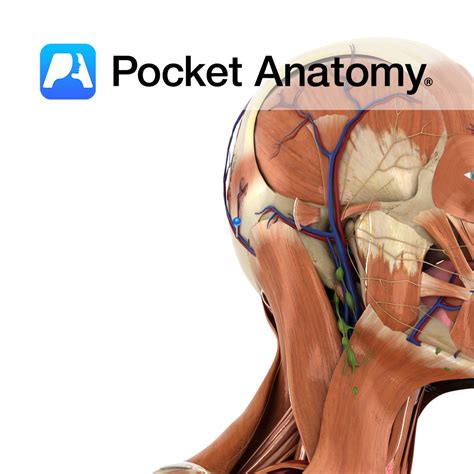 Occipital artery - Pocket Anatomy