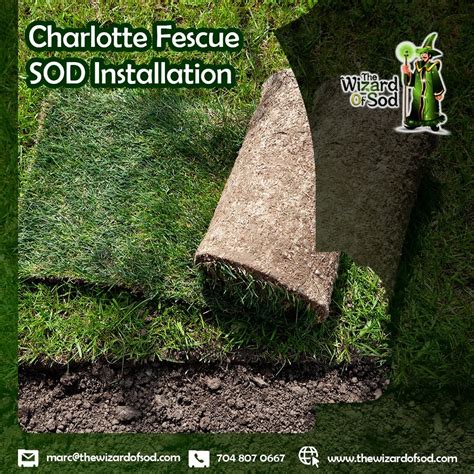 Fescue sod installation in charlotte – Artofit