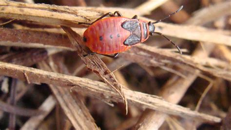 Chinch Bug Damage - What Does It Look Like & How Do You Fix It | Turf ...