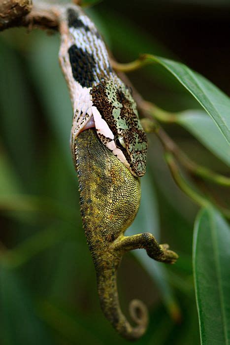 Twig #Snake, Thelotornis kirtlandii with #chameleon. #reptile Geckos ...