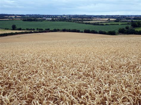 Field's of wheat in the Irish countryside | Irish countryside, Natural landmarks, Countryside