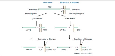 the structure and processing of Amyloid precursor protein (APP) [4]. | Download Scientific Diagram