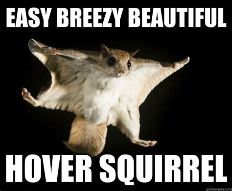 Easy Breezy Beautiful Hover Squirrel - Misc - quickmeme