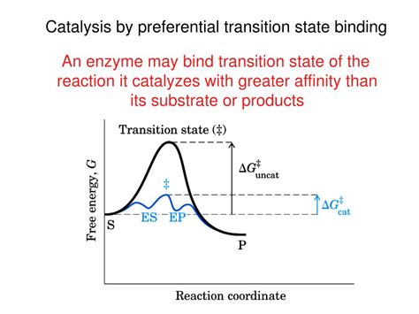 PPT - Chapter 15 Enzymatic Catalysis PowerPoint Presentation, free ...