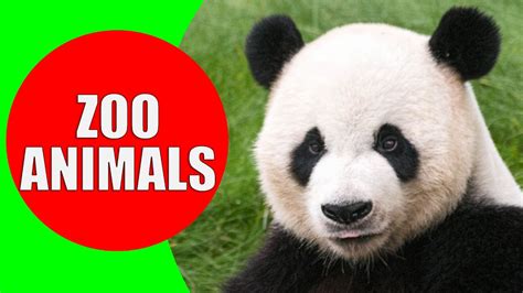 Zoo Animals for Kids - Videos and Sounds of Wild Animals at the Zoo for Children to Learn - YouTube