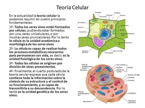 Biologia: Teoria Celular