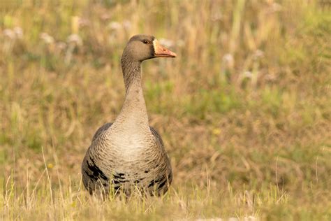 A Virtual Wild Goose Chase Like No Other | Audubon