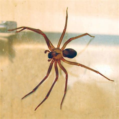 Brown Recluse Spider Web Facts | Get Rid of Brown Recluse Spiders | Orkin