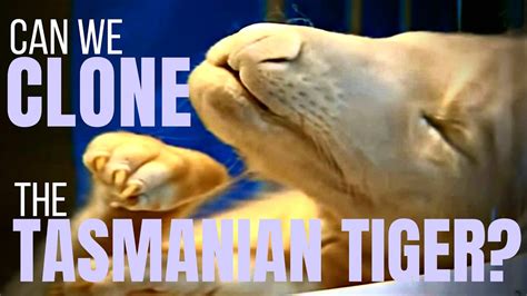 Can We Clone the Tasmanian Tiger? ~ with Professor Andrew Pask - YouTube