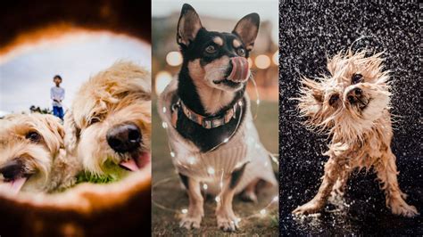 See These 6 Dog Photoshoot Ideas and Tips for Better Pictures