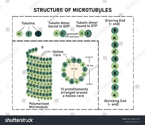 Microtubules Largest Cytoskeletal Structures Hollow Structure Stock Illustration 2269611037 ...