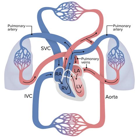 Systemic and Special Circulations | Concise Medical Knowledge