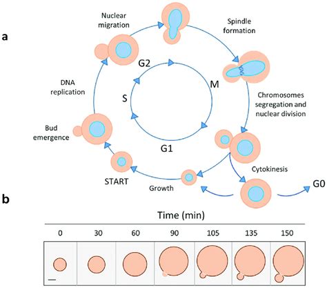 Yeast Budding Cycle