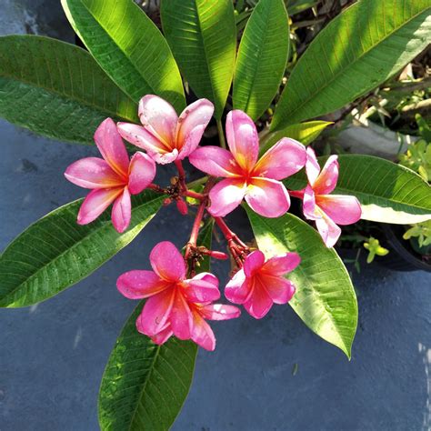 Bunga Kamboja Merah Bali di Pagi Hari – Mentari Pagi Bali