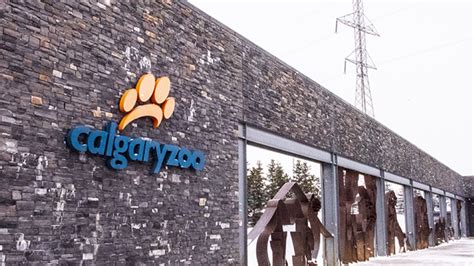 Calgary Zoo upgrading arctic habitats, aiming to save several species ...