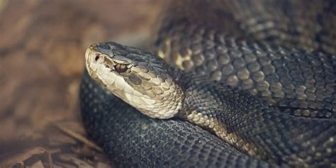 Florida's Venomous Snakes - Florida RV Trade AssociationFlorida RV ...