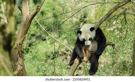 Adorable Giant Panda Bear Sleeping On Stock Photo 2195824951 | Shutterstock