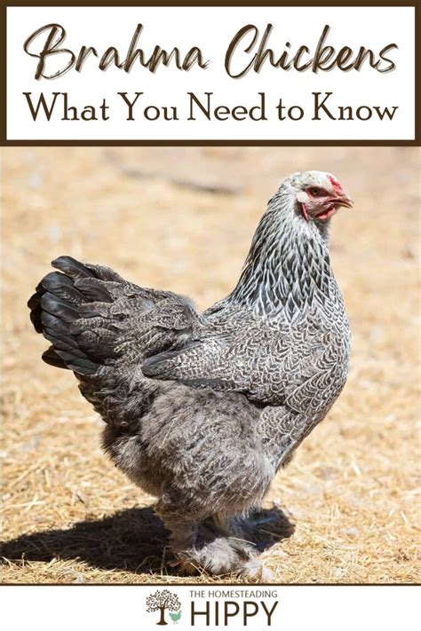 Brahma Chicken Breed - What You Need to Know