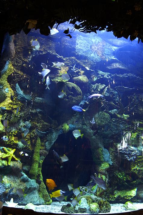 Aquariums in the #RainforestCafe | Saltwater fish tanks, Fish tank ...