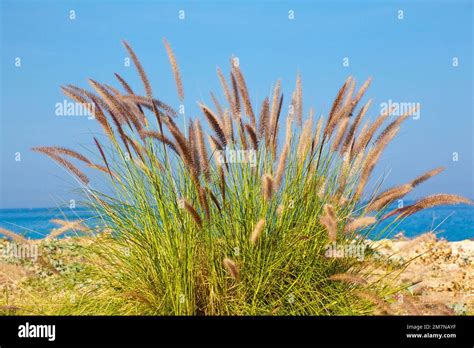 Korean feather reed grass, Achnatherum brachytrichum, Sicily Stock Photo - Alamy