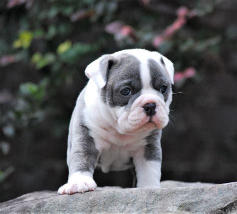 Blue Brindle Olde English Bulldogge Puppies For Sale