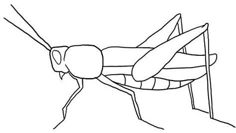 How to Draw a Grasshopper: Step-by-Step Guide