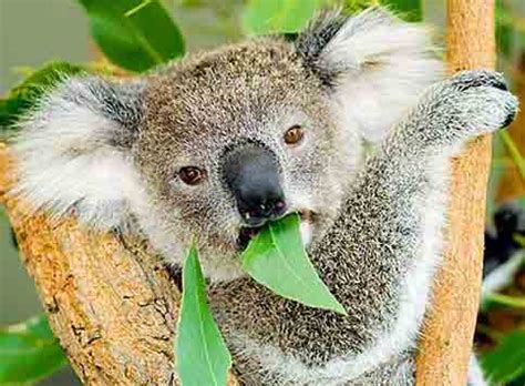 Koala: (Information + Habitat + Facts) - Science4Fun