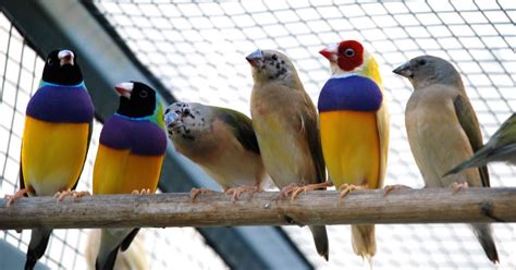 How to Breed Your Gouldian Finches - biographypedia