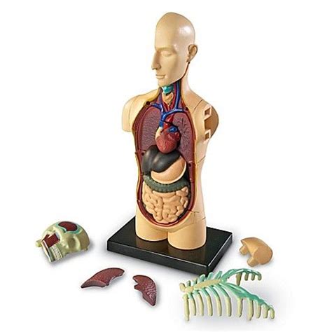 Pin on Organs of the Human Body/ Los Órganos del Cuerpo Humano.