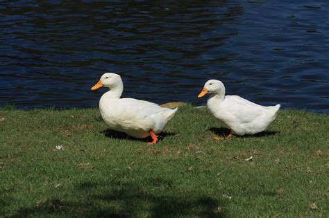 Two White Waddling Ducks Free Stock Photo - Public Domain Pictures