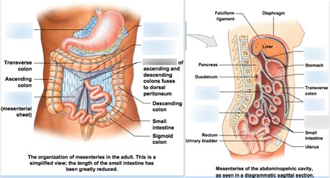 Ch.25 - Diagram - Mesenteries of the Abdomen Diagram | Quizlet